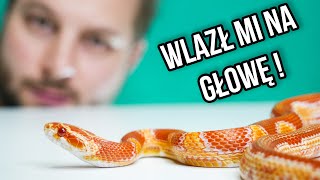 CIEKAWOSTKI O HODOWLI WĘŻA ZBOŻOWEGO W DOMU [upl. by Hsoj]