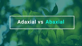 What is Adaxial and Abaxial [upl. by Purity946]