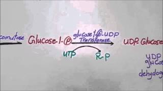 Glucouronic acid pathway [upl. by Odlanyar]