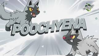 Poochyena The Dark Dog Pokémons Mysterious Howl [upl. by Gomer]