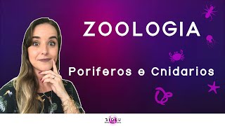 PORÍFEROS E CNIDÁRIOS  ZOOLOGIA l Prof Louise Medeiros [upl. by Airogerg]