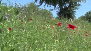 Campingplatz quotLiebeslaubequot direkt an der Ostsee [upl. by Kemble52]