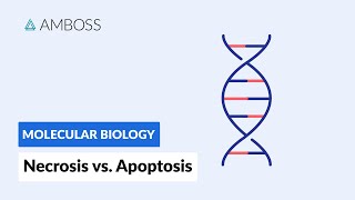 Necrosis vs Apoptosis Cell Death [upl. by Myrilla]