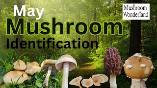 May Mushroom Identification and Foraging in Mushroom Wonderland [upl. by Armanda]