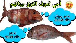 الفرق بين سمك الباجو و سمك الباجو رويال La Différence Entre Poisson Pageot et Pageot Royale [upl. by Maclaine]