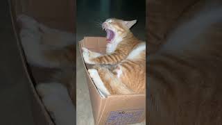 Cat in a shoe box funny [upl. by Sydel]