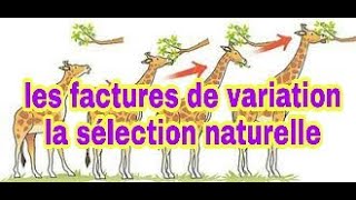 la sélection naturelle  le mécanisme et définition [upl. by Yma]