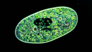 Amazing Microscopic video Paramecium Bursaria showing symbiosis with green algae [upl. by Aehtna]