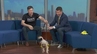 PAWS Chicago Pet of the Week Meet Buffy [upl. by Werner]