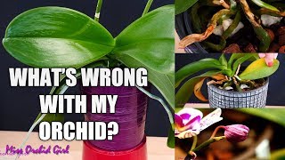 Orchid Care for Beginners  Phalaenopsis problems  How to spot treat amp prevent [upl. by Adnwahsor]