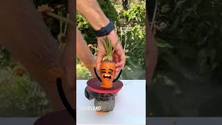 Carrot funny gardening fruit plants shorts [upl. by Emmalynn]