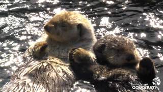 Sea Otters Milo and Tanu Holding Paws [upl. by Barden33]