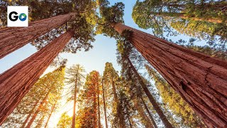 Sequoia amp Kings Canyon National Parks [upl. by Jarrad384]