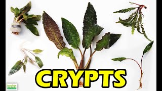 HOW TO KEEP CRYPTS in the planted tank crypt wendtii bronze [upl. by Dorweiler]