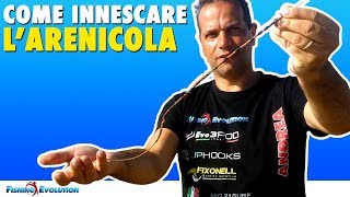 Come Innescare l Arenicola parte 1 con lAgo da Innesco [upl. by Arhat]