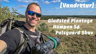 Vandretur ved Gludsted Plantage og Hampen Sø Palsgaard Skov Mikroeventyr [upl. by Annuaerb]