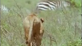 Zebra Hunting  5 Big Cats and a Camera  BBC Studios [upl. by Ojyram927]