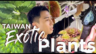 TOP SECRET Private Taiwan Plant Garage  Rare And Exotic Plants  Gesneriads  Begonias  Endemic [upl. by Aniuqaoj]