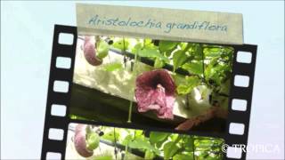 Aristolochia grandiflora 12937 [upl. by Dirfliw]