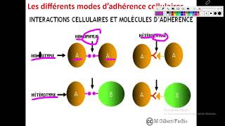 Cytologieبالعربية  3 La Membrane Plasmique  Part 5 Les molecules dadhérence  Ig  Cadhérines [upl. by Norabel]