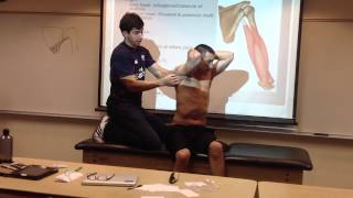 Triceps BrachiiManual Therapy Palpation and Stretch [upl. by Rengaw]