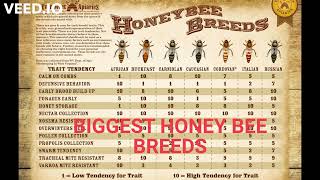 6 most wellknown Races of Honey Bees QUEENS  6 Rracat me te njohura te bleteve [upl. by Etnaid]