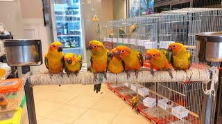 The Shocking Price of Swainson Lory Birds in Bangladesh [upl. by Ennovihc880]