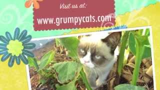 Grumpy Cat Meows [upl. by Olney]