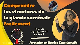 Comprendre les structures de la glande surrénale facilement [upl. by Hserus]