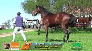 04 EL TIFFOSI  REMATE HARAS DON BEBE 2024 [upl. by Malcah435]