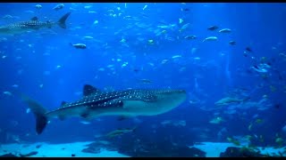 Super Relaxing Aquarium Screensaver with Two Whale Sharks [upl. by Minnnie]