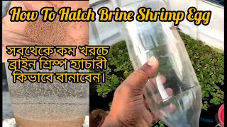 How to Hatch Brine Shrimp Eggs  NO Air Pump NO Light [upl. by Bulley]