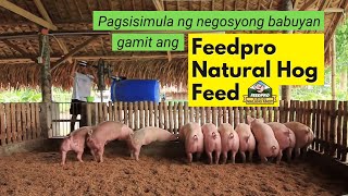 Pagsisimula ng Negosyong Babuyan Gamit ang Feedpro Natural Hog Feed [upl. by Hsirk]