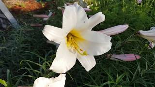 Growing Lilies from seed Trumpet Lilium Regale [upl. by Nosretep534]