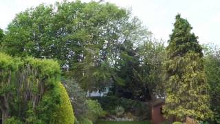 Trees and Plants at 30 mph wind [upl. by Nylarak]