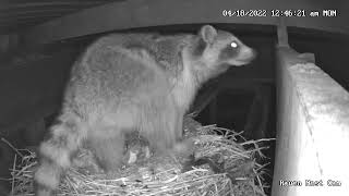 Raven Nest Cam more of the racoon [upl. by Fredette975]