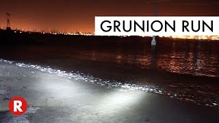 Thousands Of Fish Mating On Land  Grunion Run [upl. by Ilojna]