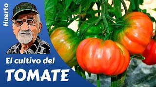 TOMATES COMO PLANTAR Y CULTIVAR TOMATES GROWING TOMATOES [upl. by Ahon]