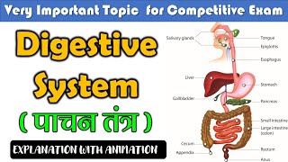 Digestive system पाचन तंत्र  Digestive system function  General science  SSC CGL  CPO [upl. by Weasner]