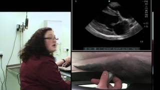 IMV imaging cardiac ultrasound video 4  Right parasternal long axis 4 chamber view [upl. by Pier]