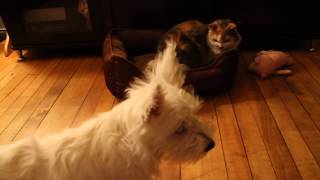 Cat in Westies dog bed [upl. by Body311]