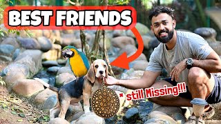 💥Dog VS birds  ദൈവമേ ഇവൻ നമ്മുടെ കാടക്കോഴിയെ പറപ്പിച്ചു [upl. by Ule]