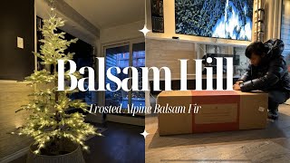 🎄BALSAM HILL Unboxing Frosted Alpine Balsam Fir Christmas Tree 65ft  Randy and Michael [upl. by Gregorio]