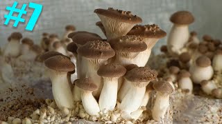 🍄 7 Essai de culture du PLEUROTE DU PANICAUT Pleurotus eryngii [upl. by Rehpotsyrhc114]