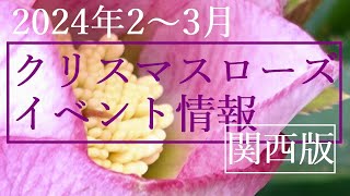 関西限定【クリスマスローズイベント情報】2024年２～3月版 [upl. by Ahsot]