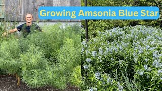 AMSONIA  Excellent Native Perennial  How to Grow amp Care  Blue Star Plant [upl. by Einiar143]