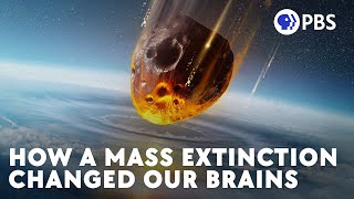 How a Mass Extinction Changed Our Brains [upl. by Notelrahc]