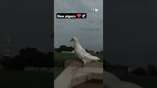 New pigeon ❤️🕊️ shorts pigeon kabootar stutus ytshorts [upl. by Schwenk166]