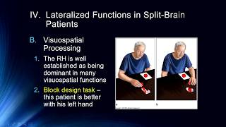 Lecture 19 Hemispheric Specialization SplitBrain Procedures [upl. by Con]