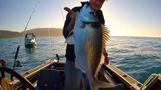 Wellington Boat Fishing  Spring Tarakihi Off the South Coast [upl. by Yahc]